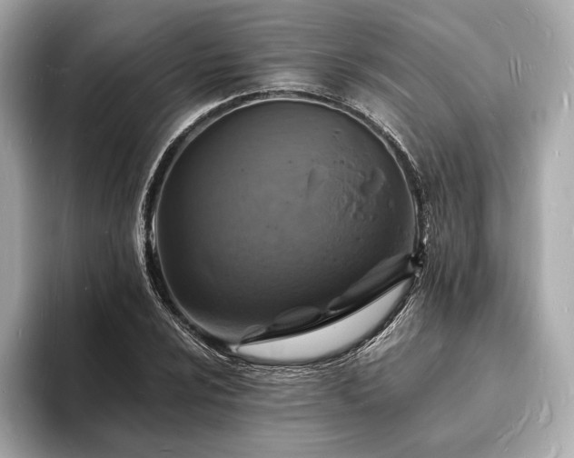 X0000094061024200710261221