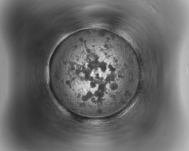 X0000094061079200710261220