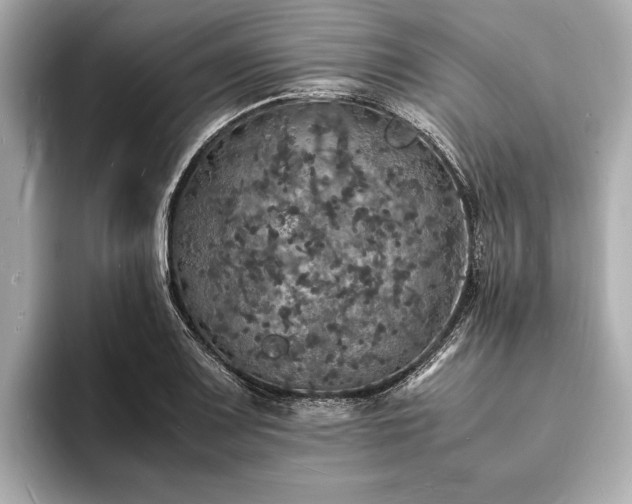 X0000094061083200710261220