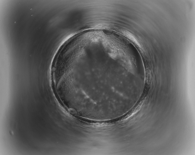 X0000094061087200710261220