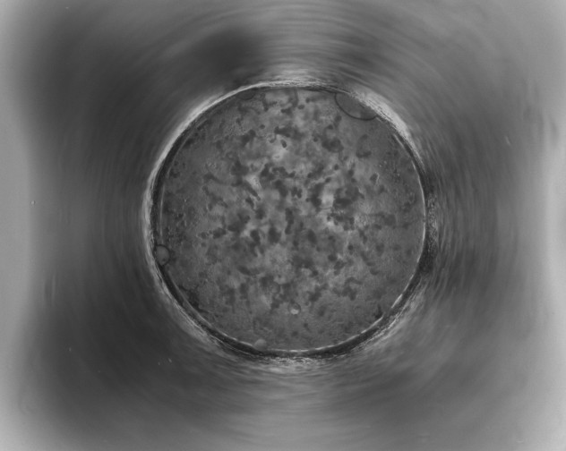 X0000094061091200710261220