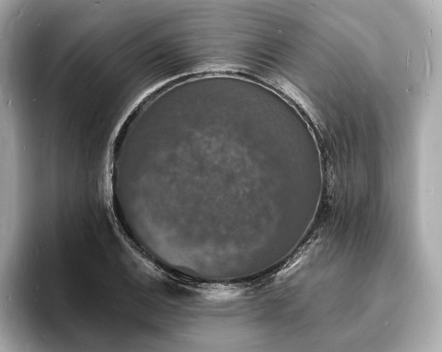 X0000094061124200710261220