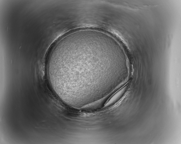 X0000094061165200710261219