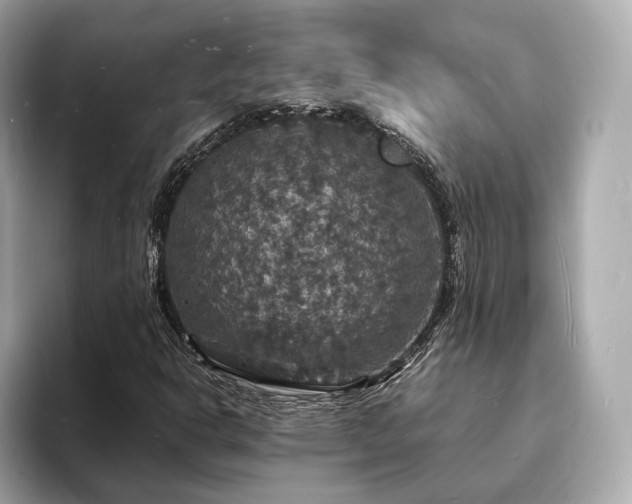 X0000094061302200710261217