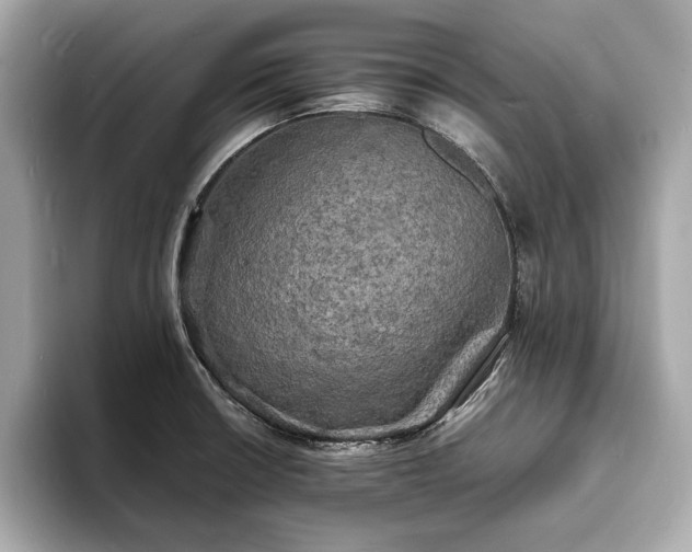 X0000094061426200710261216