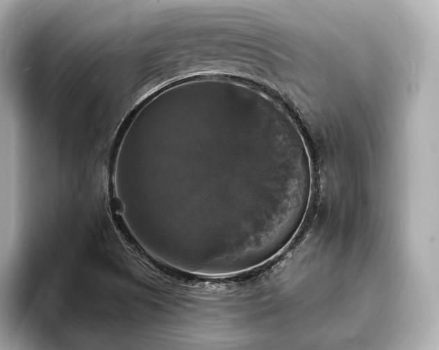 X0000094061505200710261215
