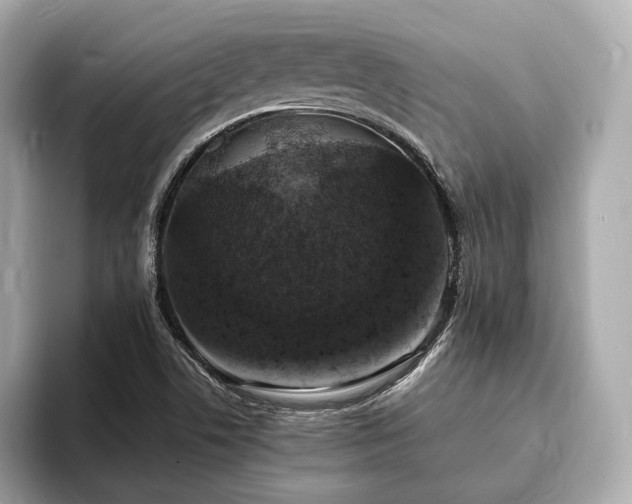 X0000094061506200710261215
