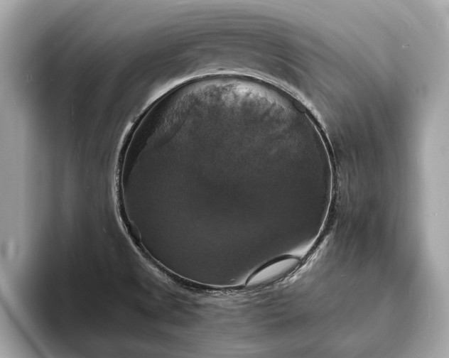 X0000094061525200710261215