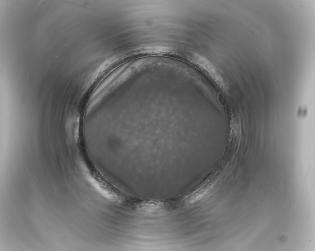 X0000094060110200711021455