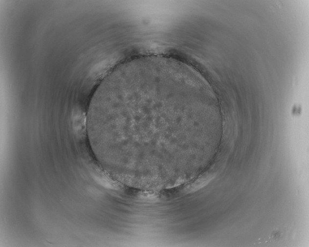 X0000094060624200711021447
