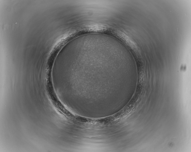 X0000094060736200711021445