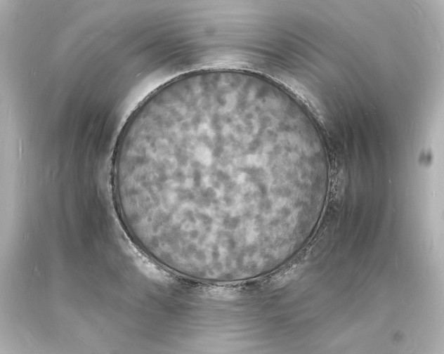 X0000094061086200711021440