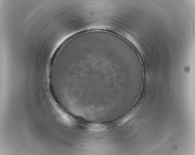 X0000094061124200711021439