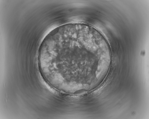 X0000094061235200711021438