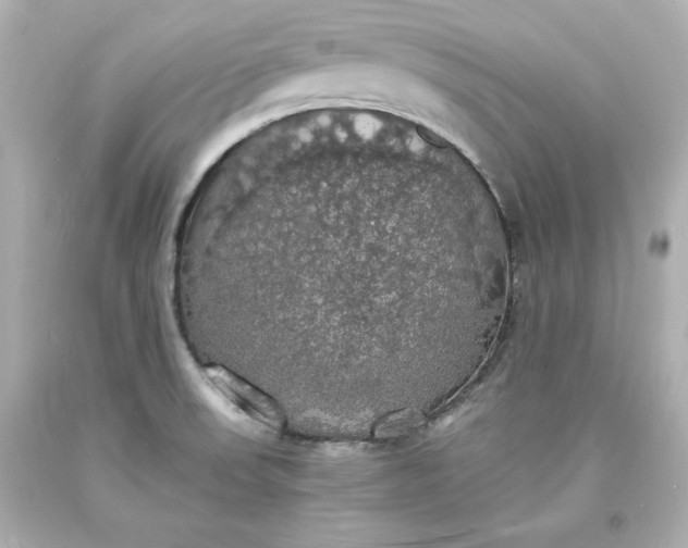X0000094061523200711021433