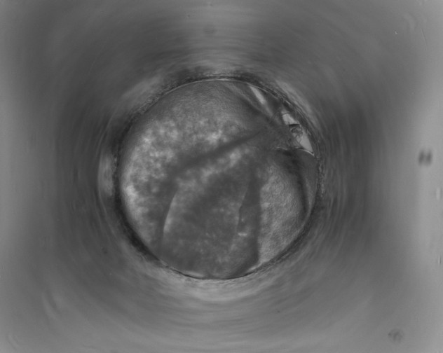 X0000094060026200711091139