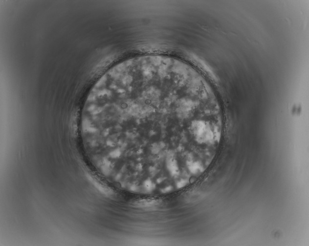 X0000094060065200711091138