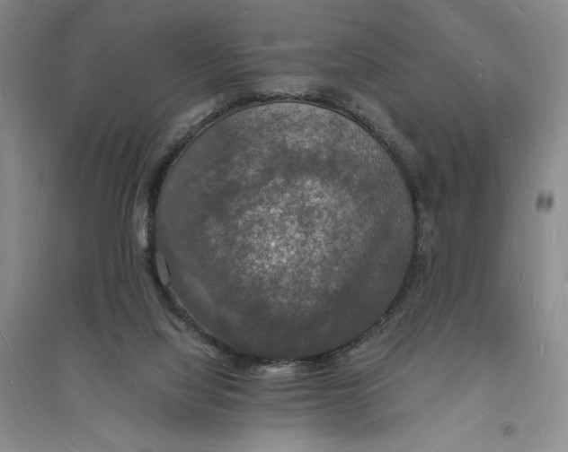 X0000094060068200711091138