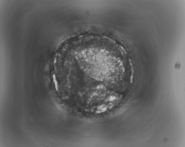 X0000094060144200711091137