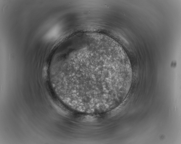 X0000094060166200711091137