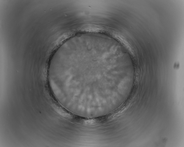 X0000094060309200711091134