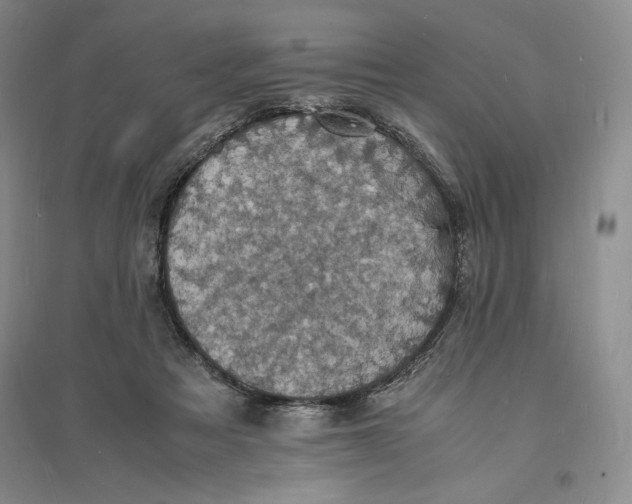 X0000094060313200711091134