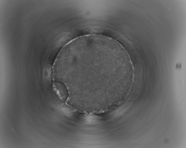 X0000094060336200711091134