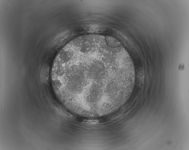 X0000094060554200711091130