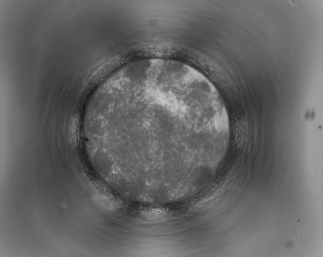 X0000094060594200711091130