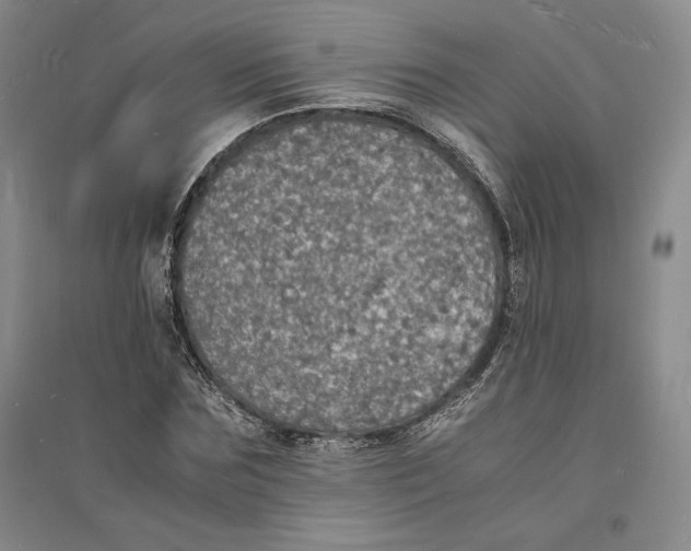 X0000094060875200711091125