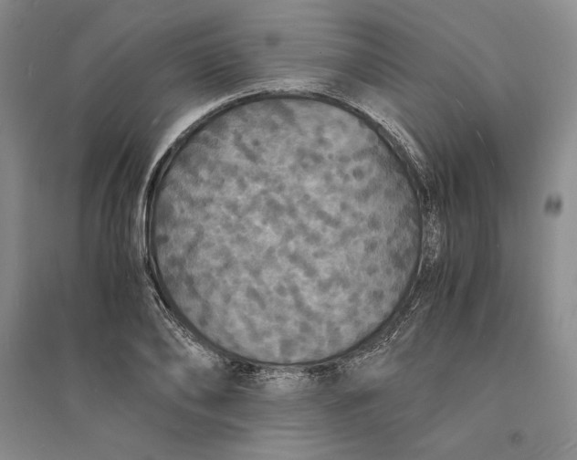 X0000094060886200711091125