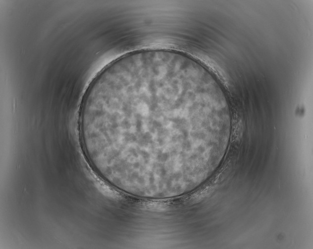 X0000094061086200711091123