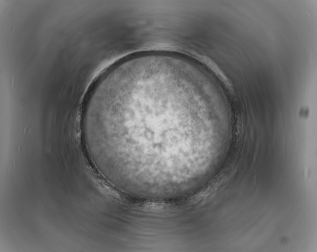 X0000094061364200711091119