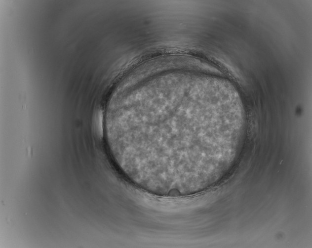 X0000094060022200711161535