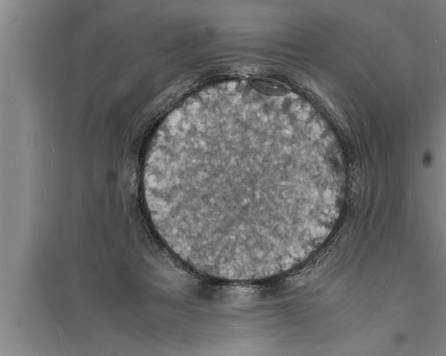 X0000094060313200711161531