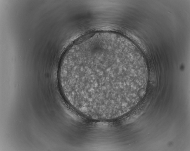 X0000094060394200711161529