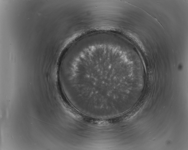 X0000094060395200711161529