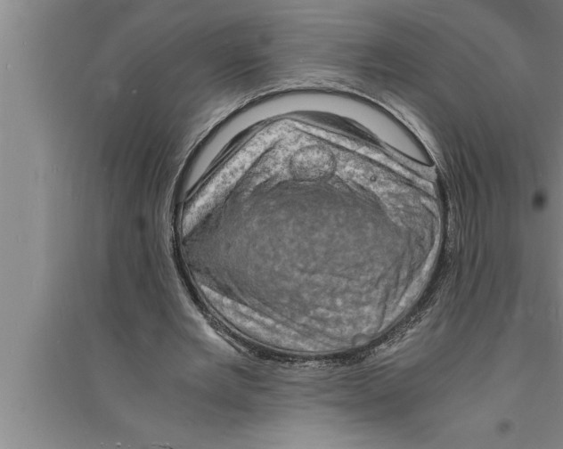 X0000094060485200711161528