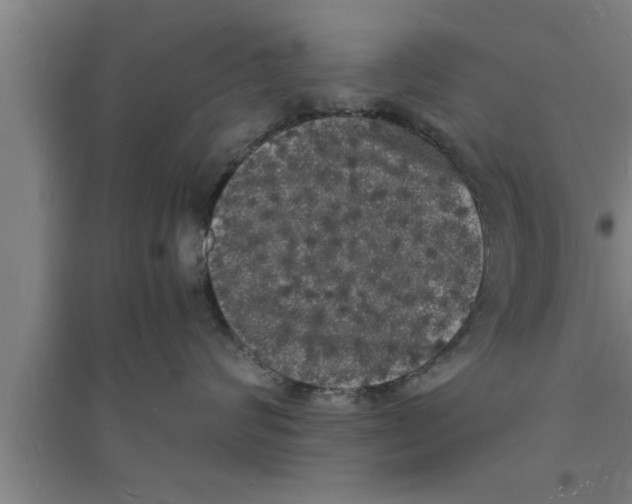 X0000094060624200711161526