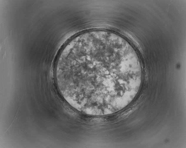 X0000094060883200711161522