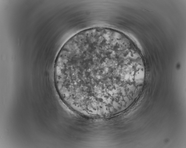 X0000094060903200711161521