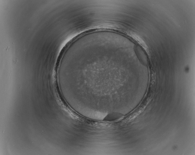 X0000094060928200711161521