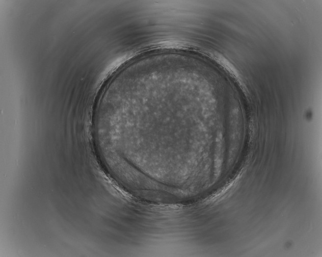 X0000094060930200711161521