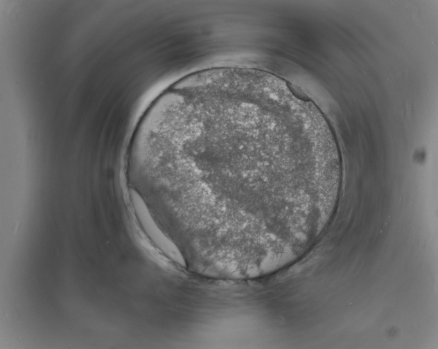 X0000094060960200711161521