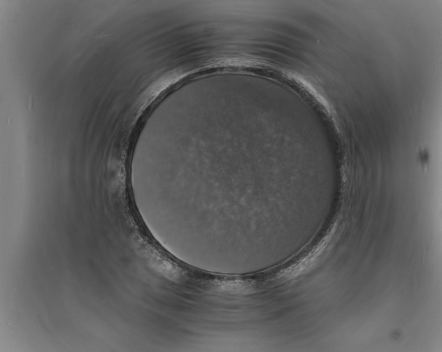 X0000094061025200711161520