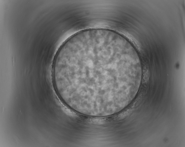 X0000094061086200711161519