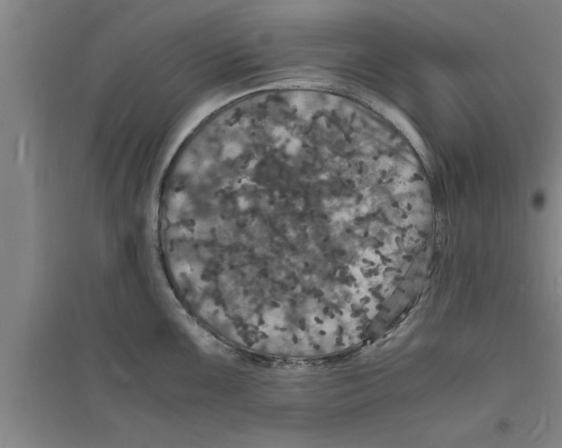 X0000094061099200711161519