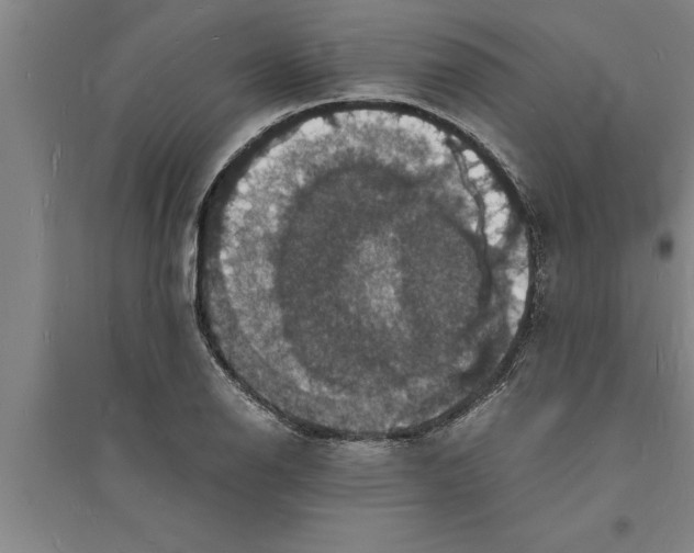 X0000094061126200711161518