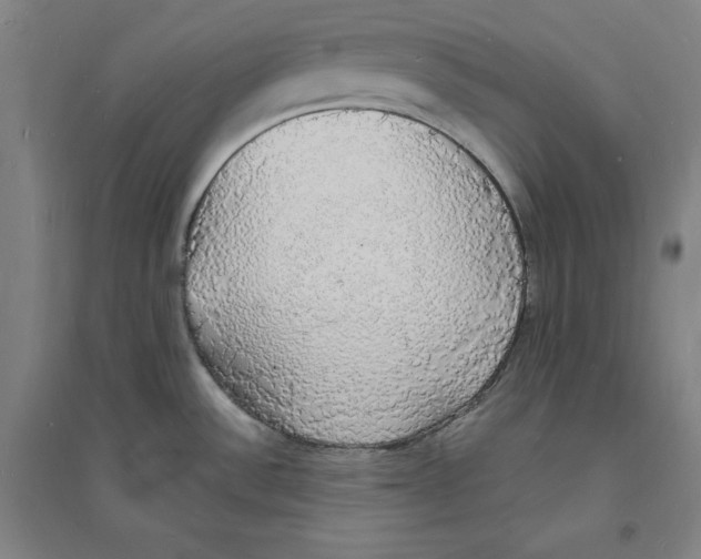 X0000094061532200711161513