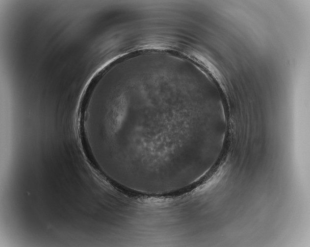 X0000094070779200710191119